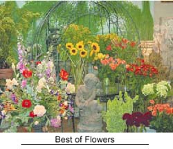 Best of Flowers