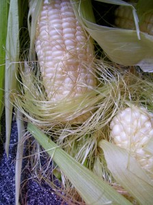 Corn from Lexington Farmers' Market 