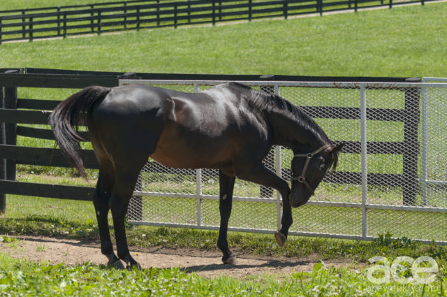 dark brown horse at a metal gate