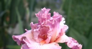 Close up shot of pink iris flower